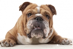 Bulldog inglés01