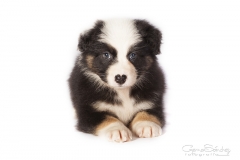 Cachorro pastor australiano03