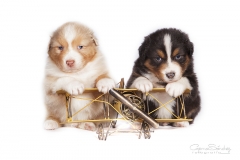 Cachoros Pastor Australiano 03