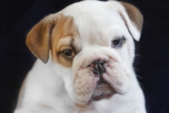 Cachorro Bulldog Inglés 09