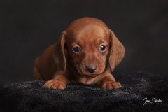 Cachorro-Teckel