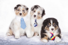 Cachorros Pastor Australiano