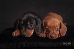 Cachorros-Teckel
