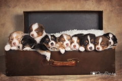 Camada de cachorros pastor australiano