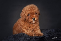 Caniche-cachorro