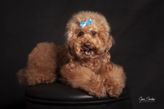 Caniche-estudio