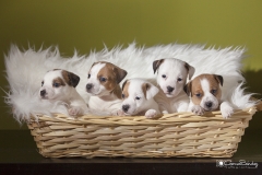 Cesta de cachorros Jack Russell