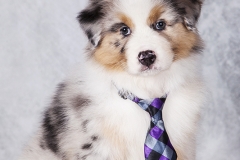 Elegante pastor australiano