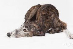 Galgo foto estudio