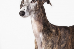 Galgo retrato 02