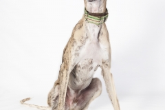 Galgo retrato estudio 04