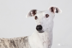Galgo retrato