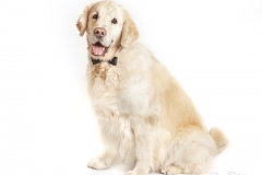 Golden Retriever 03