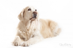 Golden Retriever 04