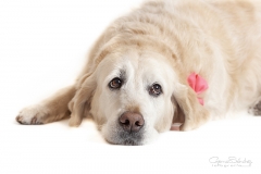 Golden Retriever 06