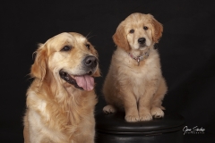 Golden-Retriever-estudio-foto