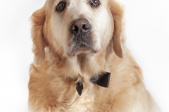 Golden Retriever portrait