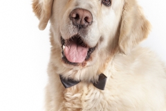 Golden Retriever retrato