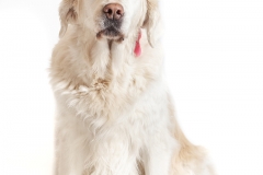 Golden retriever 05