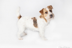 Jack Russell foto estudio