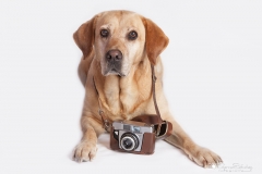 Labrador rtriever foto estudio