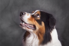 Pastor Asutraliano 02