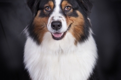 Pastor-Australiano-01