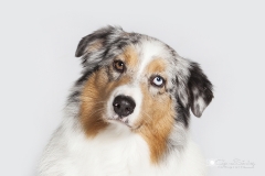 Pastor-Australiano-retrato-04