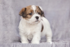 Pequeña Jack russell