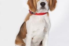 Perrita Beagle