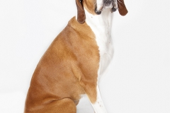 Perro cara culpable
