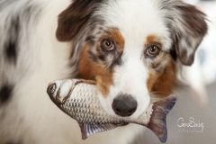 Perro pescador