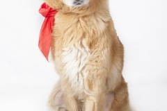 Perro retrato 01