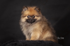 Pomerania-baby