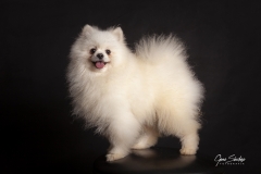 Pomerania
