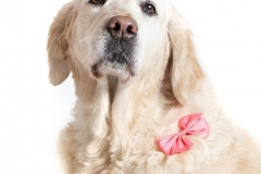 Retrato Golden Retriever