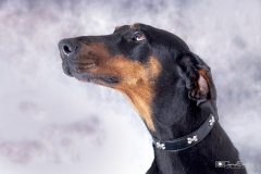 Retrato perro