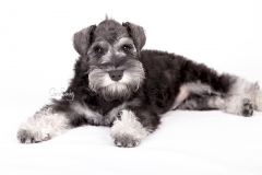 Shnauzer cachorro 03