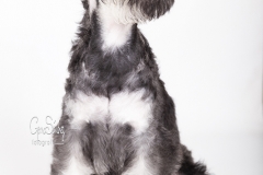 Shnauzer cachorro 04