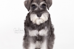 Shnauzer cachorro