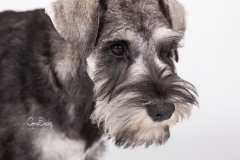 Shnauzer retrato