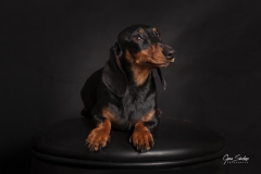 Teckel-retrato