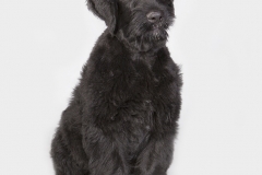 Terrier Ruso