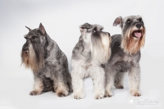 Trío de Schnauzers