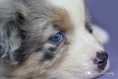 cachorro Asussie