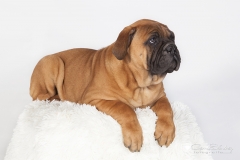 cachorro blue mastif