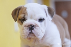 cachorro bulldog inglés 01