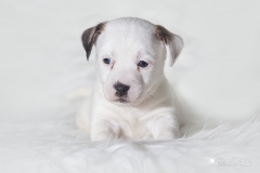 cachorro jack russell 07