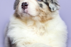 cachorro pastor australiano foto estudio