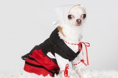 chihuahua vestida asturiana